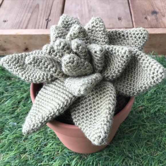 Cactus succulent in clay planter pot (Echeveria) - Picture 4 of 5